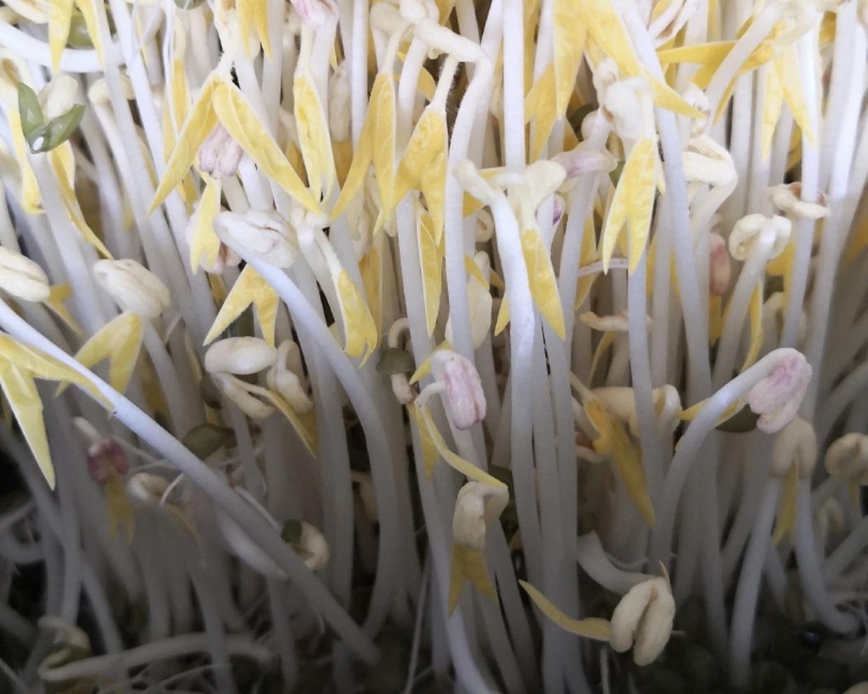 生豆芽温度高长根还是温度低长根,生的豆芽烂是怎么了