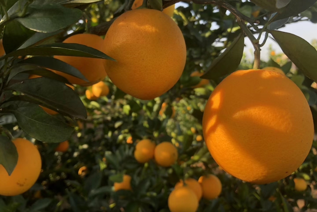 全球十大名橙排名,国内外名橙