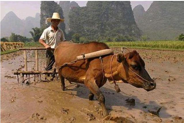 明年寡年什么意思,明年寡年是啥意思