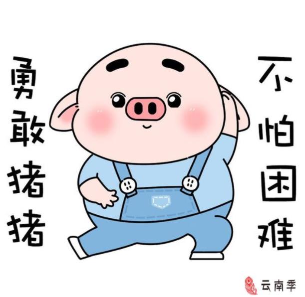 藏香猪小香猪,健康藏香猪