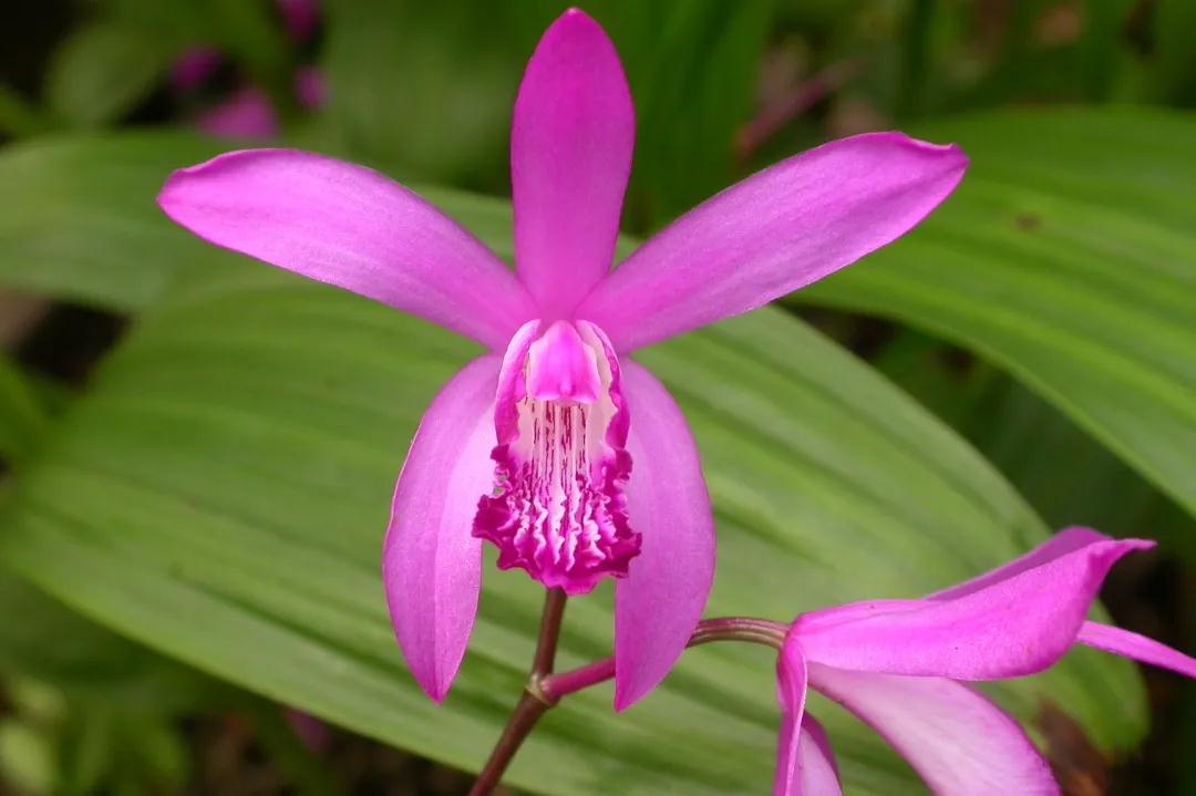 林草科普图片,林草科普