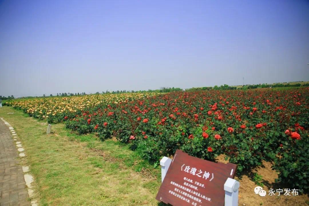 南京溧水千亩玫瑰,南京玫瑰园千亩花海迎来盛花期
