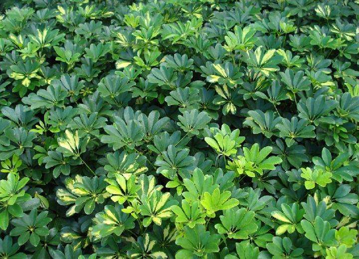 绿化带常见植物名称及图片,100种绿化带或路边常见的花草