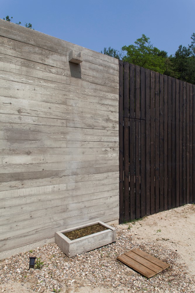 韩国蒲公英,韩国野生蒲公英的种植