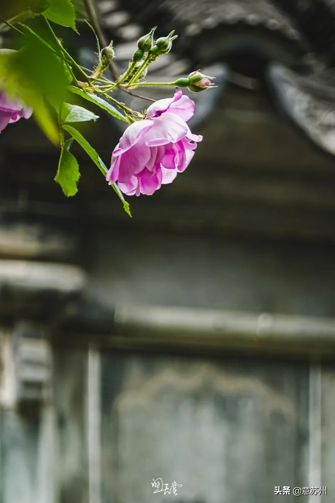 姑苏记艺圃蔷薇,苏州蔷薇艺圃