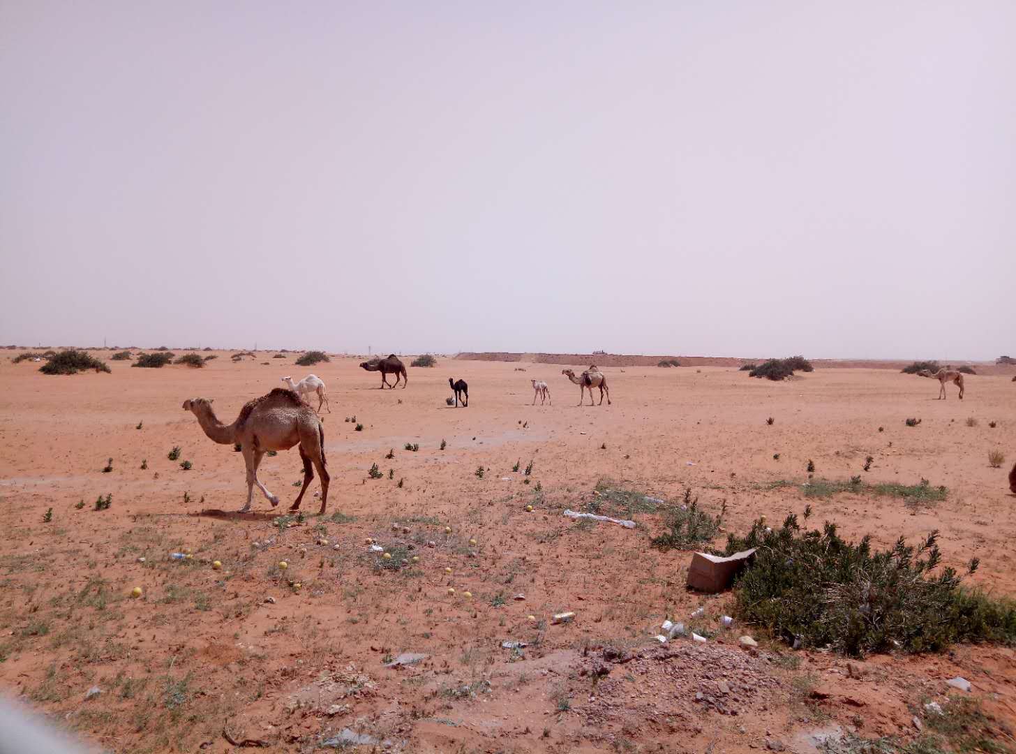 中国人赴沙特打工感受,在沙特打工的中国人现在能回国吗