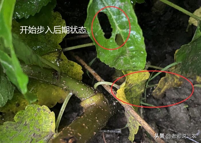 桑树虫害防治方法,桑树病虫害如何防治