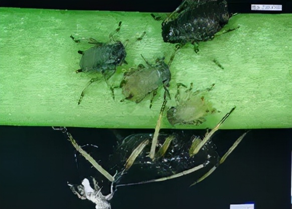 注意这几点蚜虫防治高效又轻松,蚜虫怎么防治不用药物的情况下