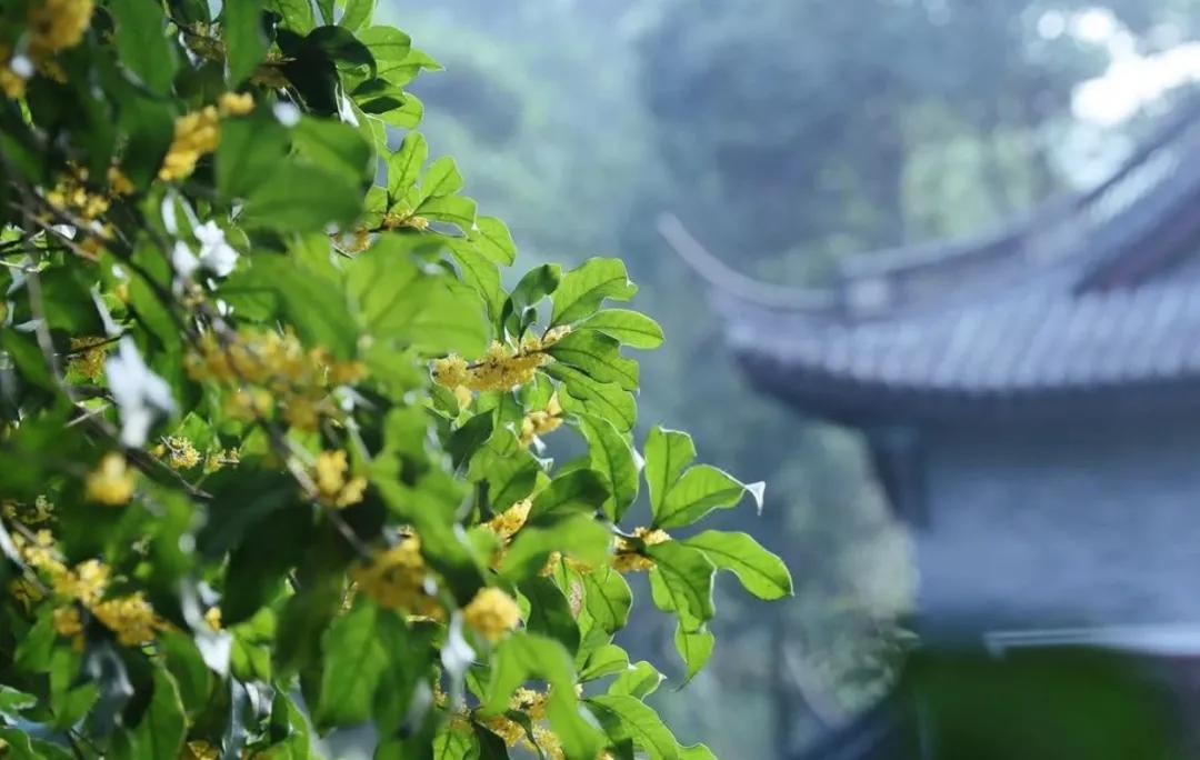 遇间播报|秋风拂杭州,阵阵桂香,满觉陇寻闲适,竟在山舍