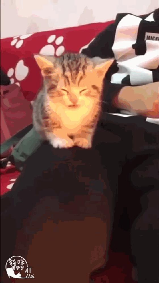 小奶猫成精睡姿萌化,一只成精的猫咪这睡姿太可怕了