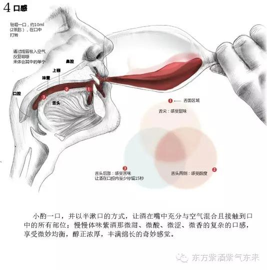 一杯紫酒，轻松周末，采摘品鉴邀您相约