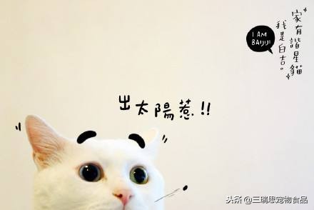 萌猫十大明星,十大萌猫排名