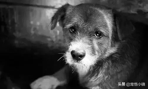 怎么防止偷狗贼来偷狗,偷狗贼的正确方法视频