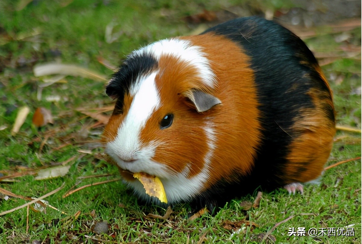 豚鼠的喂养方法,喂养豚鼠