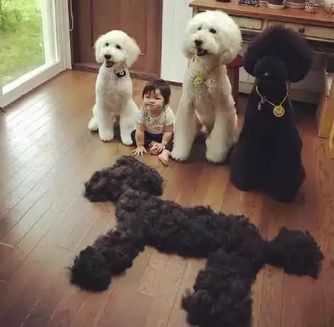 怀孕养狗会导致胎停吗,怀孕养狗会导致流产吗