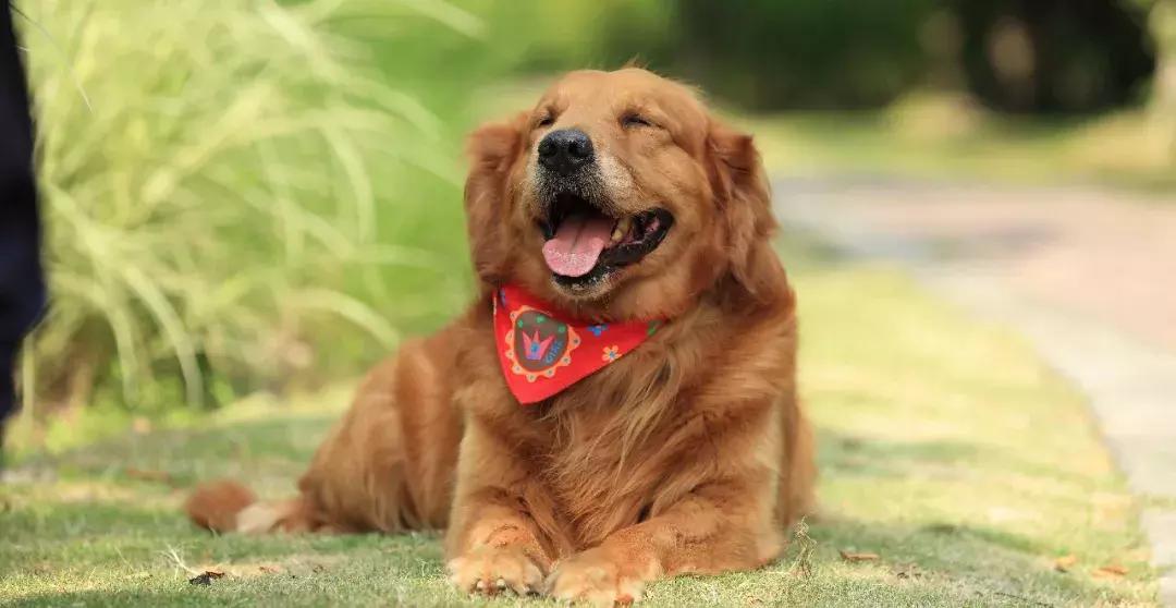 养狗预防老年抑郁症,养狗治抑郁症最好的药方