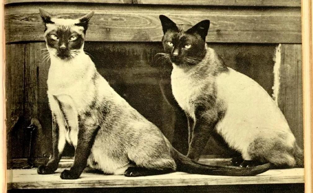 猫咪品种大盘点3：暹罗猫