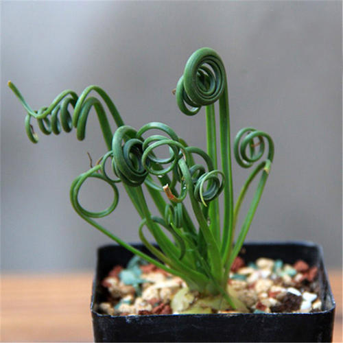 长得像弹簧草的草,弹簧草形态