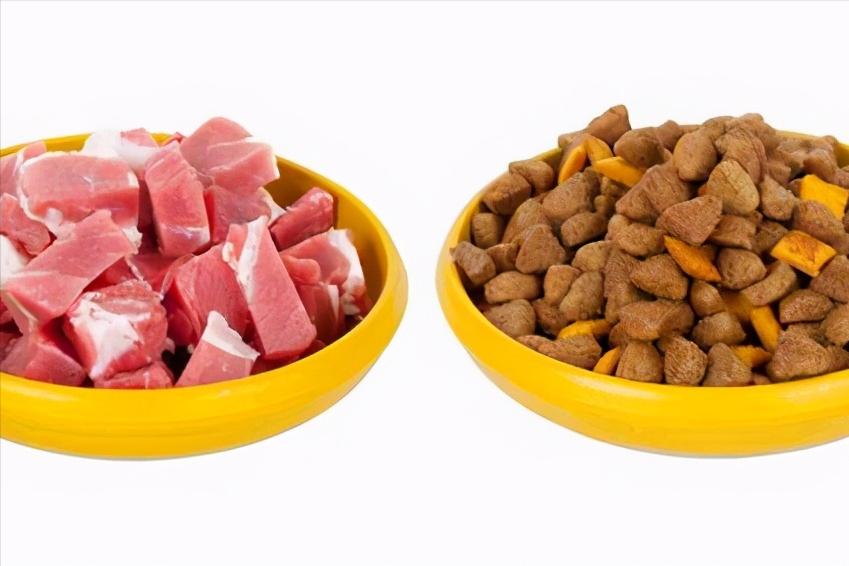 宠物狗吃肉对身体有害吗,吃肉对动物有什么影响