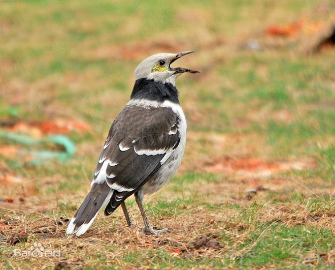 广东常见鸟类图谱和名称图文,东江揽胜鸟类
