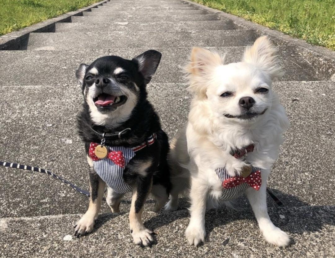 萌犬犬种,萌犬二十种名称