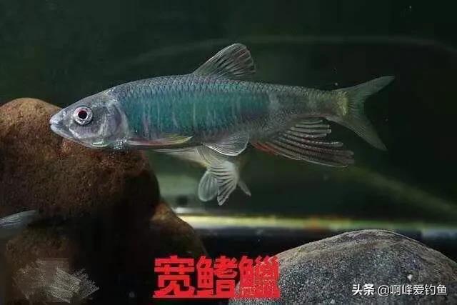 农村人的日常生活钓鱼,小的时候在农村生活钓鱼