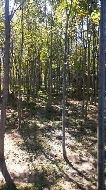 廊坊三叶公园附近,廊坊三叶公园室内游乐场门票