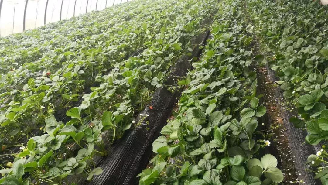 草莓土壤有水但是叶子枯怎么办,草莓叶子发黑发枯怎么回事