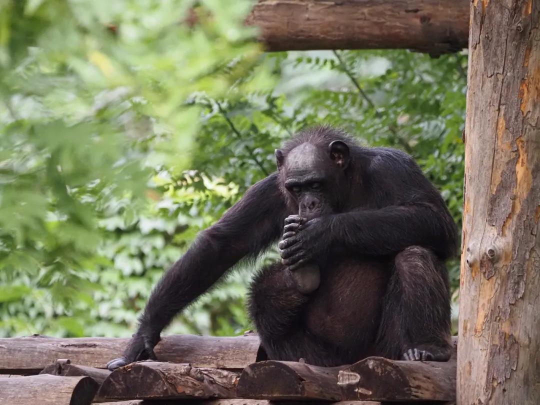 奥林巴斯150-400f4.5开箱,奥林巴斯100-600