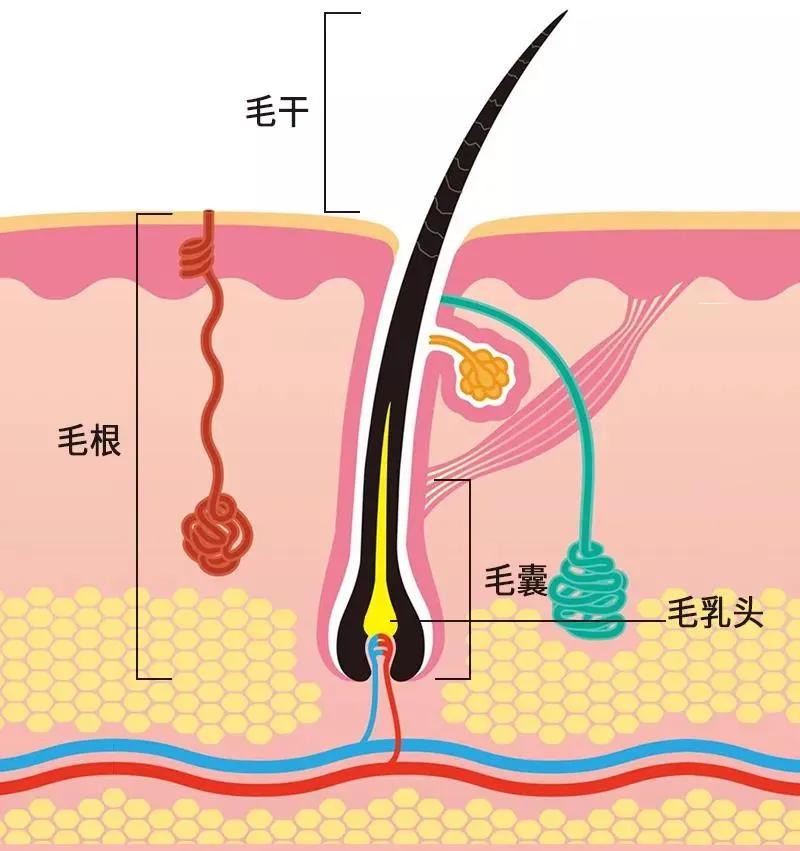 达令家鱼子酱,达令家鱼子酱洗护