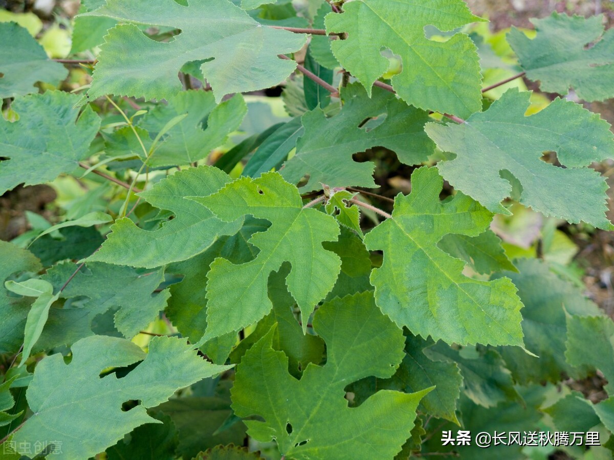 怎样鉴别杨梅是坏的,真假杨梅区别