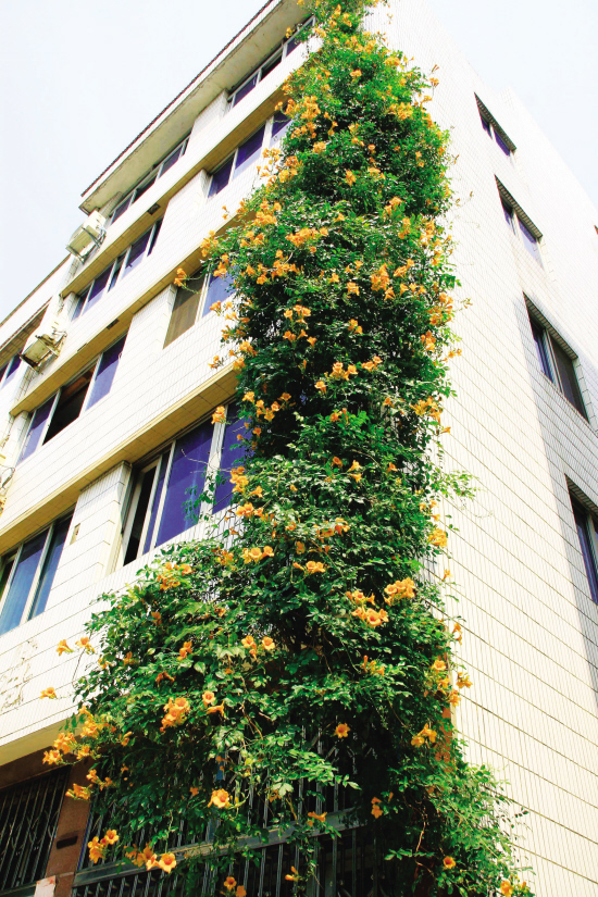 多头蔷薇爬藤一株能长多少,爬藤蔷薇一颗种子就是一株吗