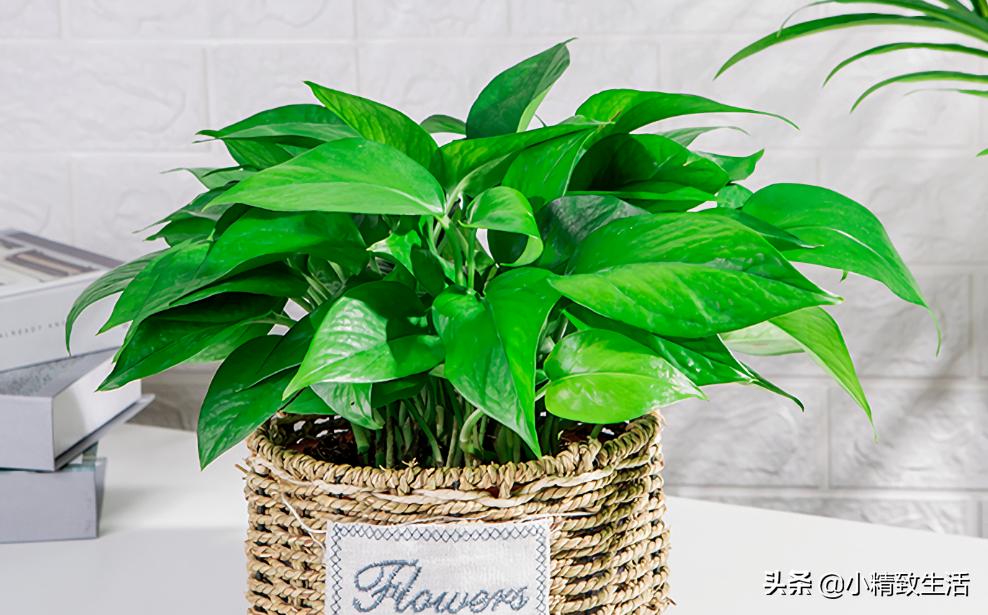 用矿泉水瓶子种绿萝,大矿泉水瓶养绿萝造型