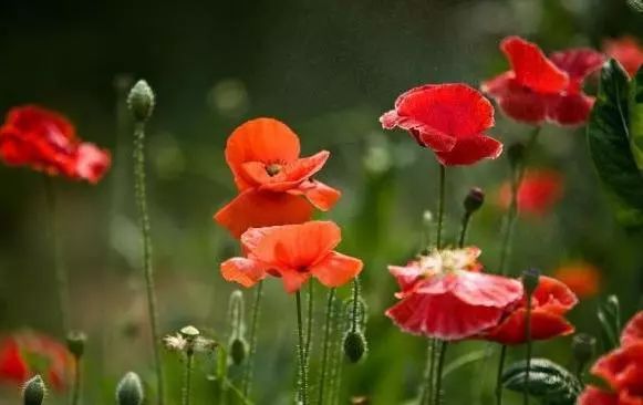十种有毒的常见花卉植物,这几种带毒的植物家里一定不能养