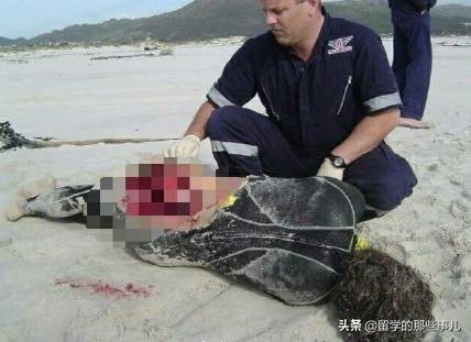 在海里遇到鲨鱼怎么才可以逃生,在海里碰到鲨鱼怎么办