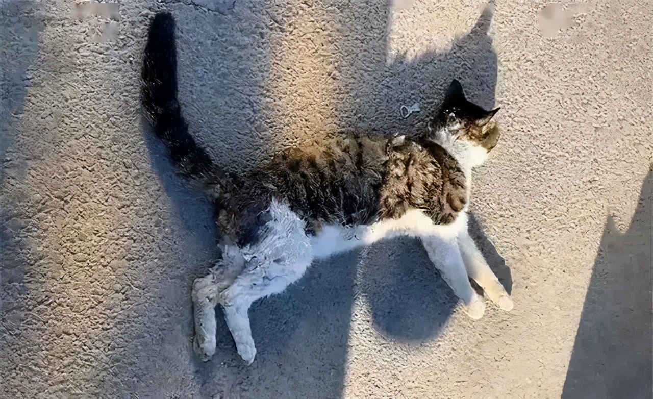 狸花猫被撞了,狸花猫受重伤