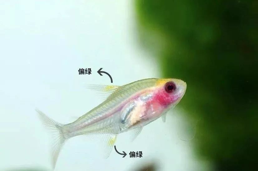 好养好看又有趣的几种观赏鱼,奇葩又好养的观赏鱼