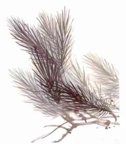 图文教程松树画法步骤解析,图文教程松树画法