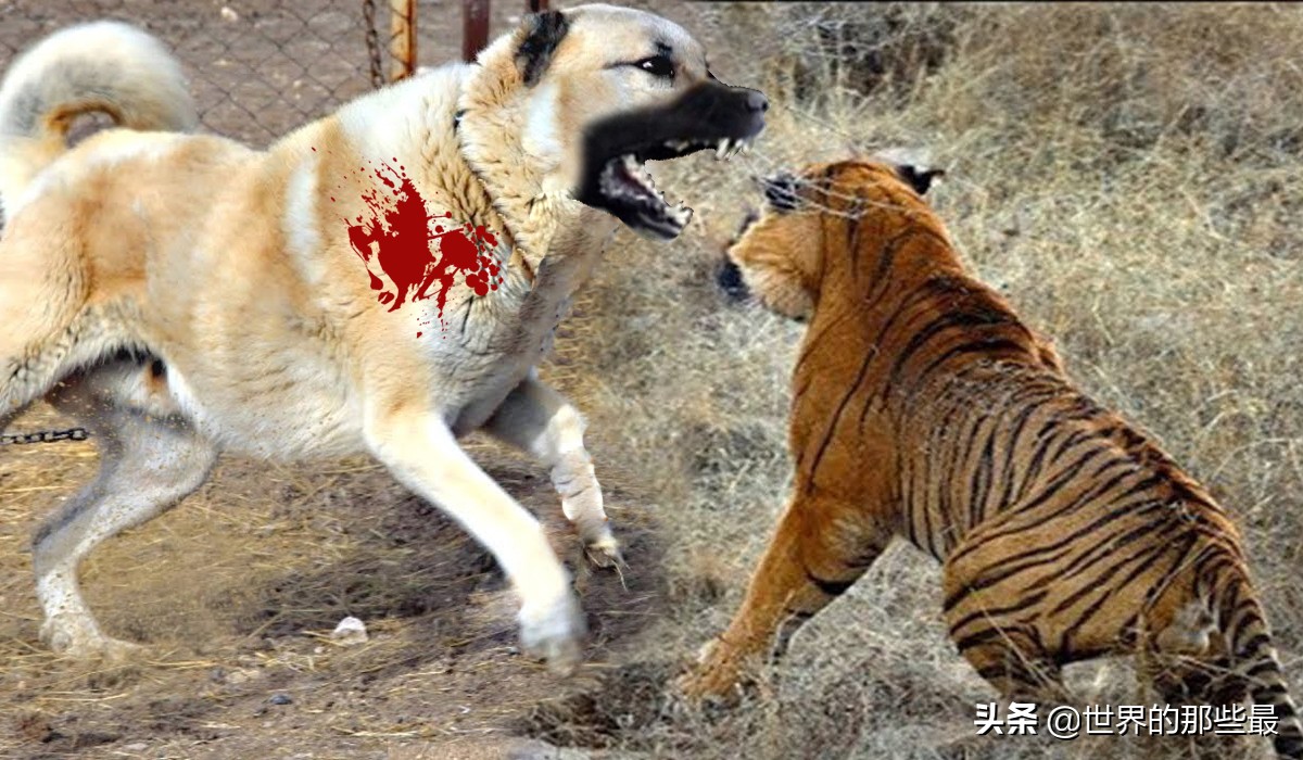 十种能对抗老虎的猛犬,几只猛犬能打败一只老虎