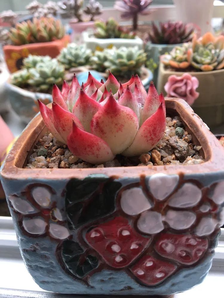 五颜六色的透明多肉,颜色超好看的多肉