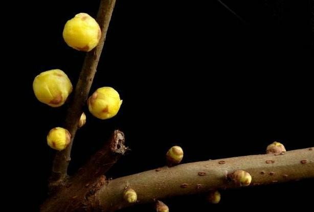 傲雪凌霜的腊梅正在绽放,傲立寒冬的腊梅