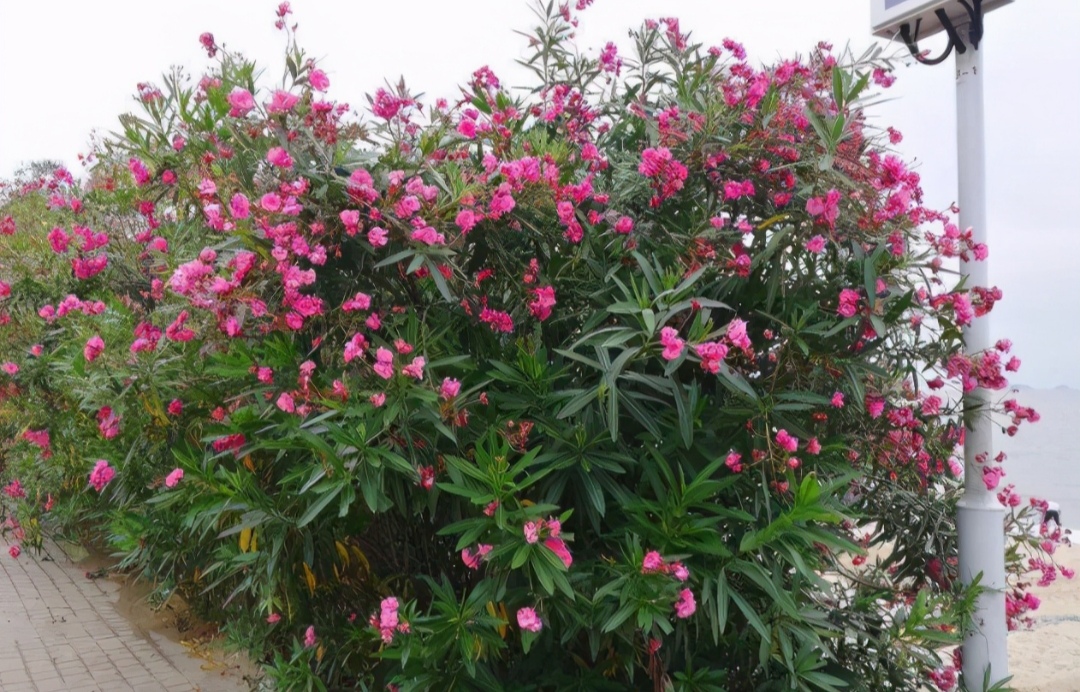 绿化带常见植物名称及图片,100种绿化带或路边常见的花草