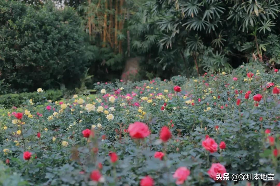 深圳最值得免费去的十大景点,深圳有哪些地方是免费景点
