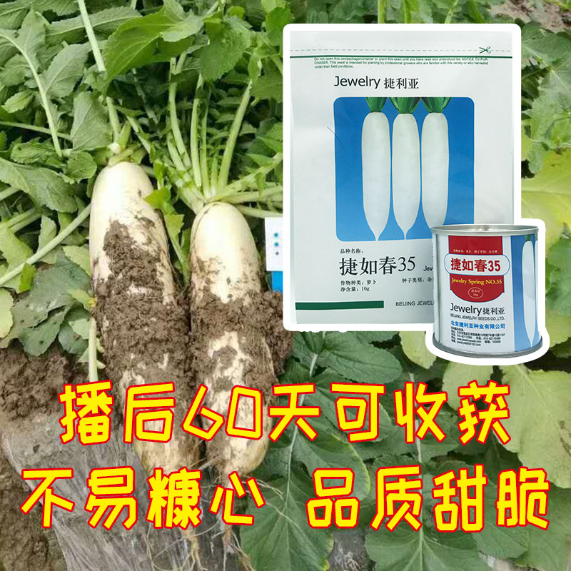 冬萝卜,冬萝卜种植