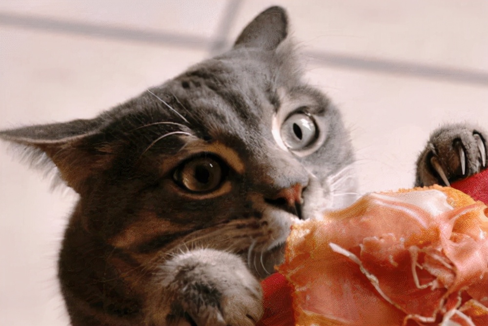 猫猫口炎给它喂点什么药,猫有口炎怎么治疗