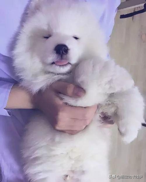 萨摩耶属于第几傻,二哈和萨摩耶哪个傻