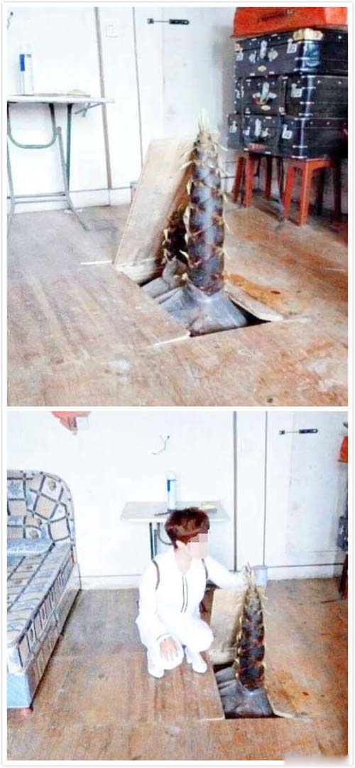 多图：竹笋的顽强生命力，远超您的想象