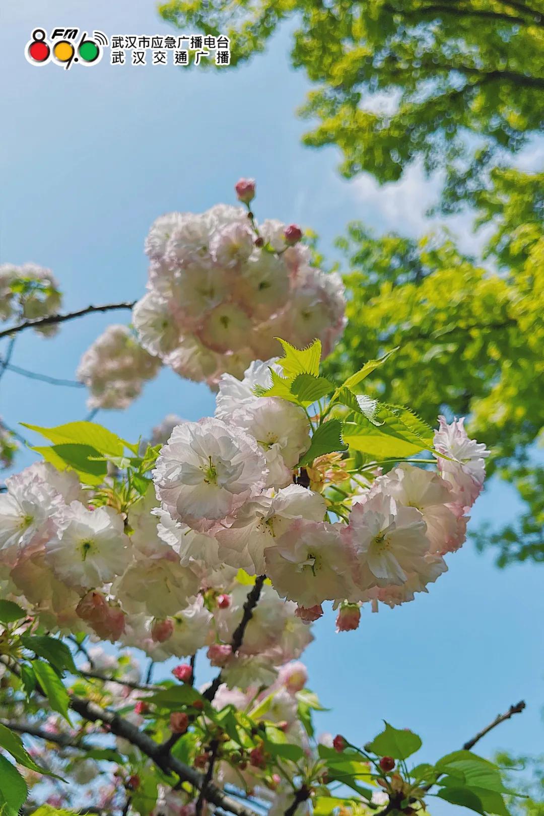 春光恰好清明小长假赏花指南,清明小长假花海