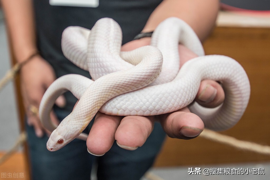 18种最恐怖却真实存在的蛇,亚马逊河十大恐怖生物蛇