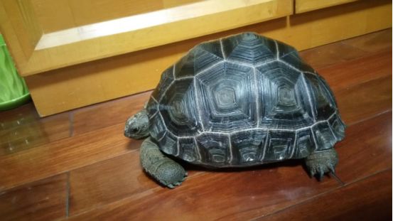 新手养普通小陆龟怎么喂养,小陆龟可以深水养吗